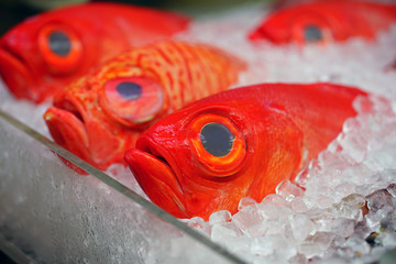 Tropical red orange fish with a large black eye on ice at a seafood market in Japan 