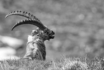 Alpine Ibex - Capra ibex, Alps, Austria