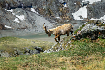 Naklejka na ściany i meble Alpine Ibex - Capra ibex, Alps, Austria