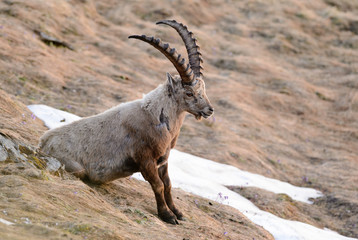 Alpine Ibex - Capra ibex, Alps, Austria