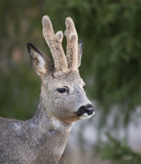 Naklejka na ściany i meble Deer in winter with winter horns left. (Capreolus capreolus). Deer in forest environment.
