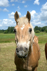 Haflinger Pferde Herde auf Koppel Weide