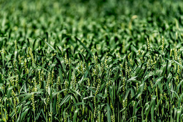 Wheat Field