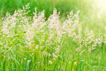 Summer grass field and sunlight in the morning.selective focus.