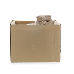 Scottish Fold Hiding behind Cardboard Box
