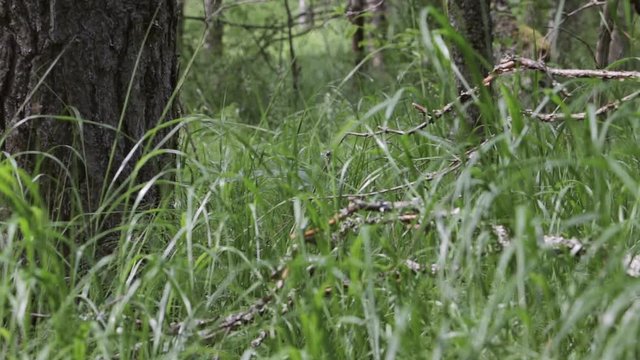 Summer forest - tree trunks and green grass. Sunny day. Slow pan.	