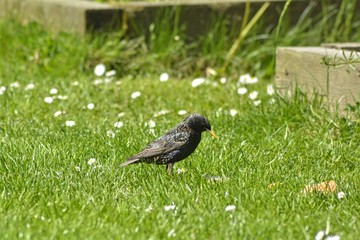Blackbird in the garden