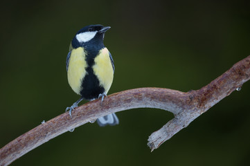 Parus major (Great tit).