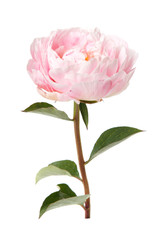 Pink rosy peony with a stem and leaves isolated on white background. - obrazy, fototapety, plakaty