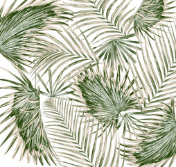 Fototapety  zielony liść palmy na białym tle