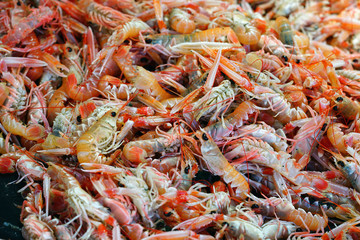 Fresh live langostino at a seafood market in Brittany, France