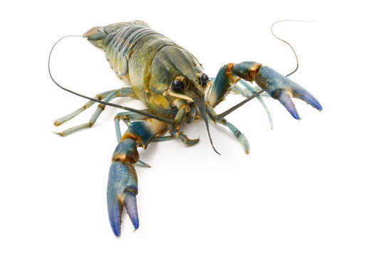 Crayfish or Freshwater lobster on a white background.