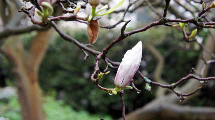 Magnolia in bud