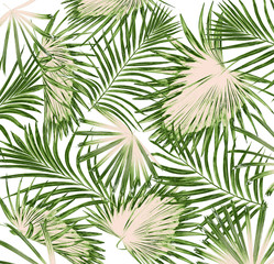 Naklejka na ściany i meble Green leaves of palm tree on white background