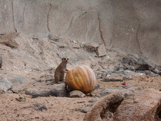 Suricate et citrouille