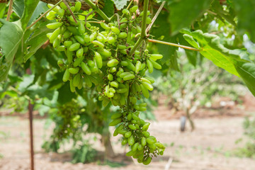 Grape, White Riesling Grape, Berry Fruit, Cabernet Sauvignon Grape, Chardonnay Grape