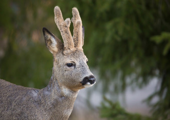 Naklejka na ściany i meble Roe deer with winter horn (Capreolus capreolus). Deer in forest environment.