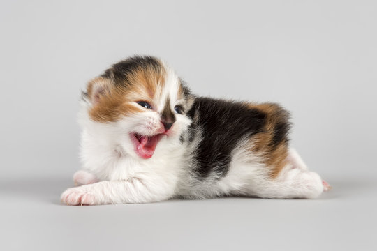 Katzen-Cymric-15724