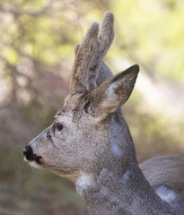 Roe deer (Capreolus capreolus). Deer in forest environment in Sweden.