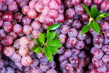 Red wine grapes on the market