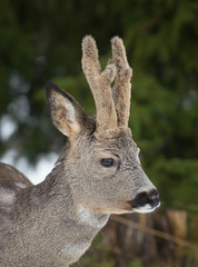 Deer with winter horn. (Capreolus capreolus). Deer in forest environment.