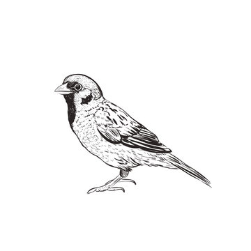 Sparrow sketch illustration. Hand drawing sketch of a sparrow
