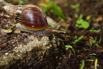 Snails O The Ground