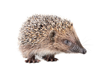 Portrait of a curious sniffing hedgehog, isolated on a white background