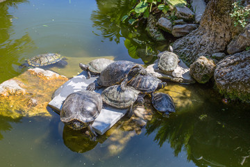 Fototapeta na wymiar Group of turtles in the sun on a pond