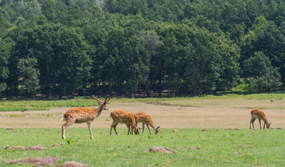 Cervus nippon deers grazing on the field in wild nature