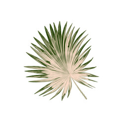 Naklejka na ściany i meble Green leaves of palm tree isolated on white background