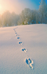 Roe deer tracks on the deep snow. Foggy morning in winter forest