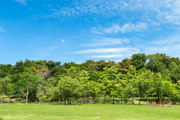Lawns and trees in the park.