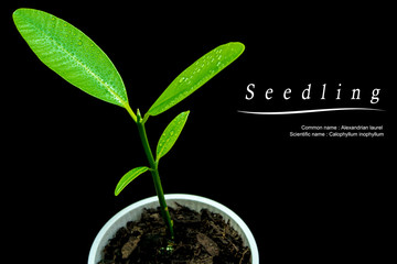 Bud leaves of young plant seeding in black background
