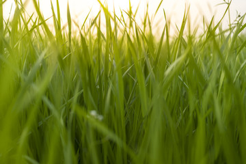 Selective focus on fresh grass - sunrise