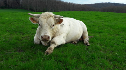 Boeuf Auvergne