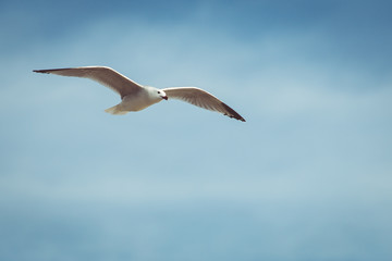 Sea gull