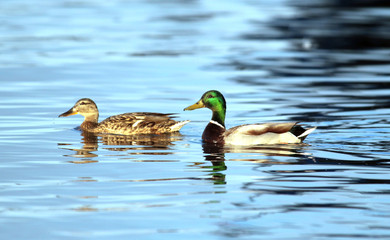 Pair of Mallard Ducks (Anas platyrhynchos) swimming on river Danube,in Belgrade,Zemun,Serbia.
