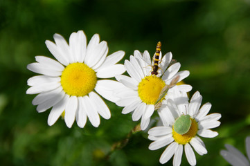 Wasp - shield bug - daisy