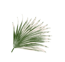 Fototapeta premium Green leaves of palm tree isolated on white background