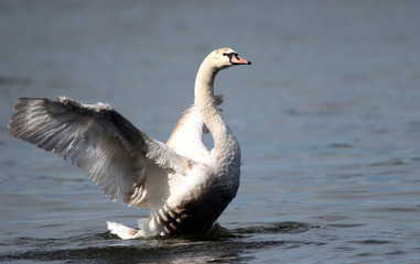 Naklejka na ściany i meble Mute swan (Cygnus olor) spreads its wings on Danube river in Zemun, Belgrade, Serbia.
