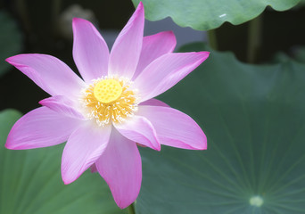 Pink lotus blossoming in the pond, this is the flower symbolizes the beautiful and pure Buddhism