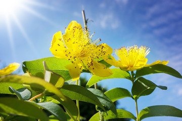 Johanniskraut vor blauem Himmel, Arzneipflanze 