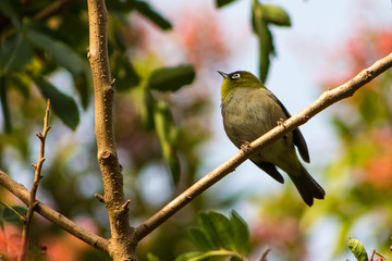 Bird perched up on a branch looking for food