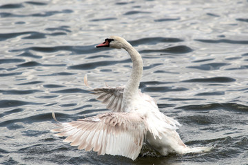 Mute swan (Cygnus olor) spreads its wings on Danube river in Zemun, Belgrade, Serbia.