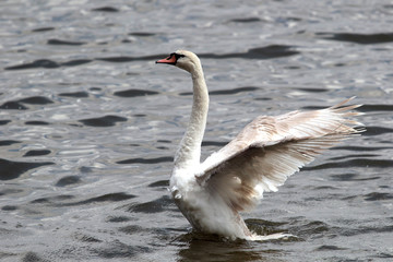 Mute swan (Cygnus olor) spreads its wings on Danube river in Zemun, Belgrade, Serbia.