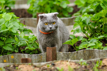 beautiful portrait of a Scottish fold cat