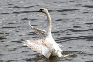 Mute swan (Cygnus olor) spreads its wings on Danube river in Zemun, Belgrade, Serbia.