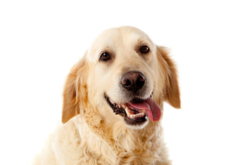 Beautiful Golden Retriever dog