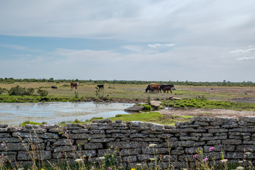 Cows grazing at Stora Alvaret or The Great Alvar, a UNESCO World Heritage site consisting of a...